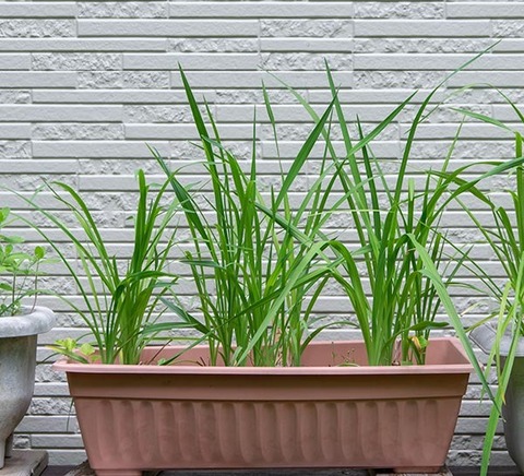 20200611yusuge_planter_5y_20160412_01.jpg