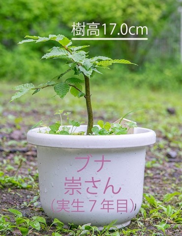 20200614buna_su_7y_01.jpg