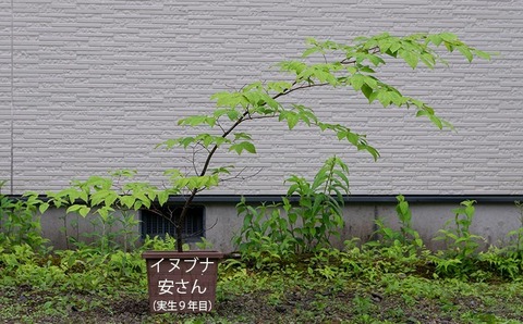 20200614inubuna9y_an_00.jpg