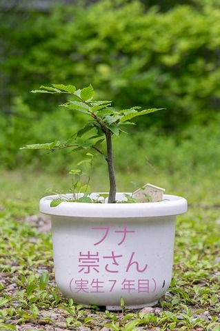 20200623buna_su_7y_00b.jpg
