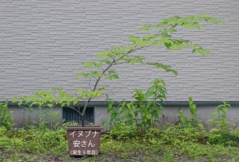 20200623inubuna9y_an_00b.jpg