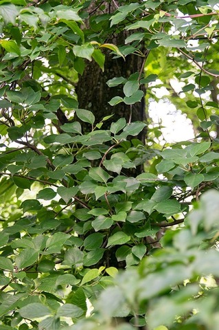 20200629matsubusa01.jpg