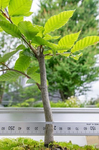 20200703buna_su_7y_01.jpg