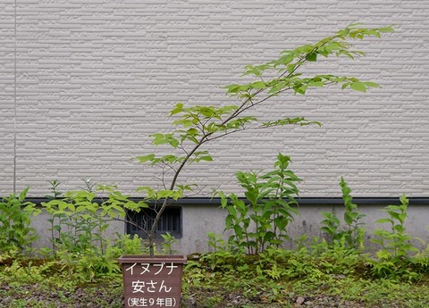 20200703inubuna9y_an_00.jpg