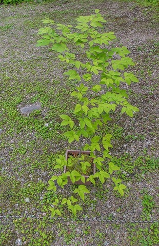 20200703inubuna9y_an_04.jpg