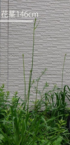 20200703yusuge_jiue00.jpg