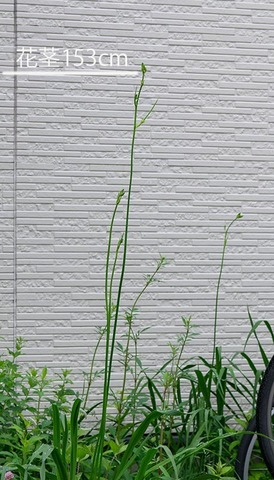20200705yusuge_jiue01.jpg