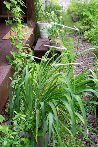 20200705yusuge_planter_12y.jpg