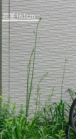 20200707yusuge_jiue01.jpg