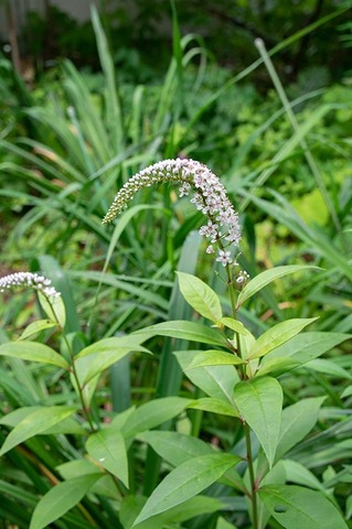 20200709okatoranoo01.jpg
