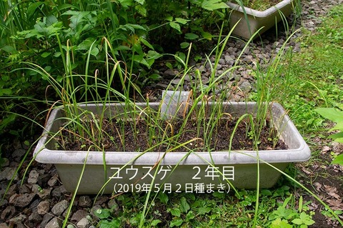 20200709yusuge_planter_2y_20190502_01.jpg