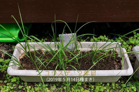 20200709yusuge_planter_2y_20190514_01.jpg