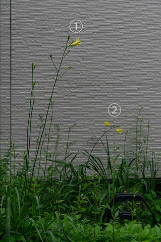20200713yusuge_jiue00.jpg