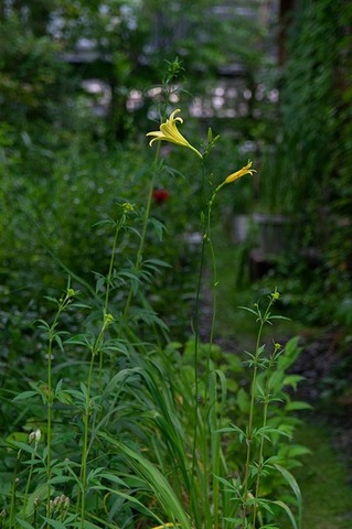20200720yusuge_planter6y_01_1715.jpg