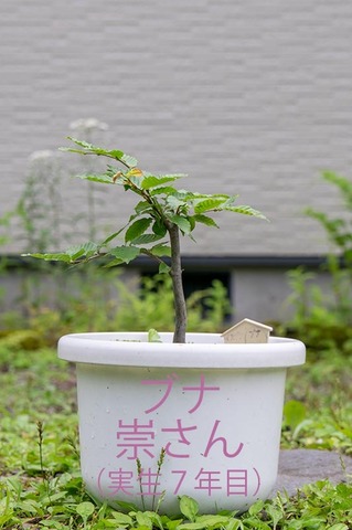 20200724buna_su_7y_00.jpg