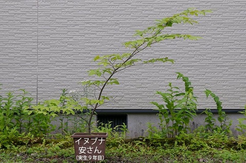 20200724inubuna9y_an_00.jpg