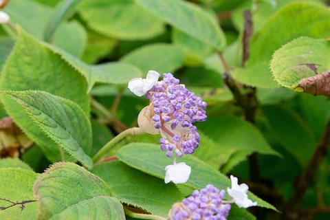 20200801museum-tamaajisai02.jpg