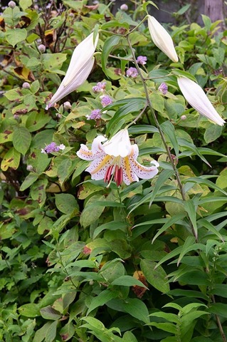 20200801museum-yamayuri.jpg