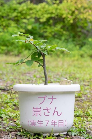 20200802buna_su_7y_00.jpg