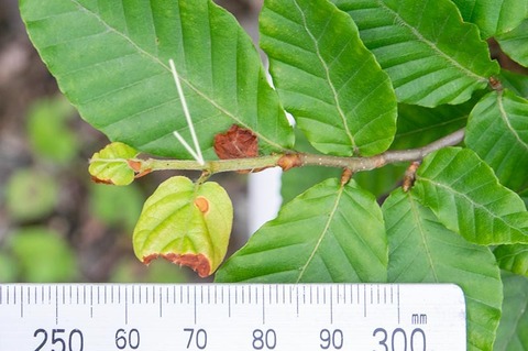 20200802buna_su_7y_03.jpg