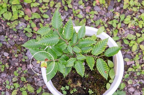 20200802buna_su_7y_04.jpg