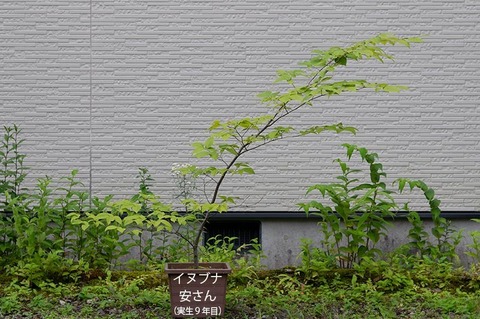 20200802inubuna9y_an_00.jpg