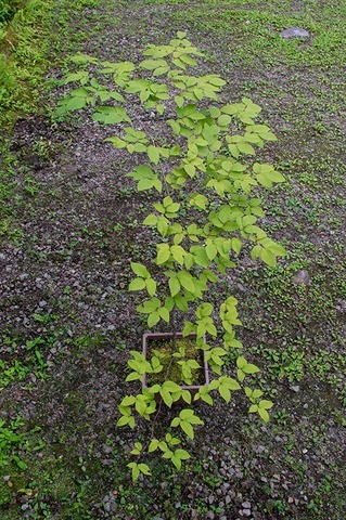20200802inubuna9y_an_03.jpg