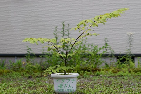 20200802inubuna9y_dan_00.jpg