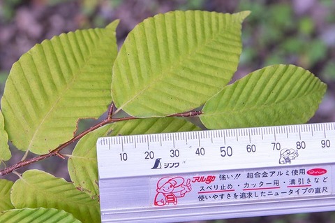20200802inubuna9y_dan_02.jpg
