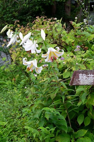 20200802museum-yamayuri.jpg