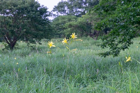 20200804harunako_yusuge02-1701.jpg