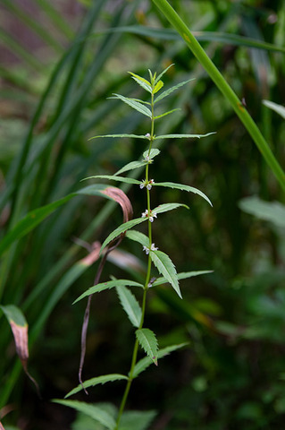 20200807museum-himeshirone.jpg