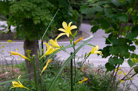 20200808yusuge_jiue_1610.jpg