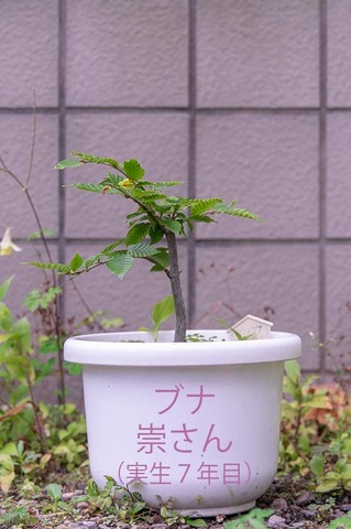 20200812buna_su_7y_00.jpg