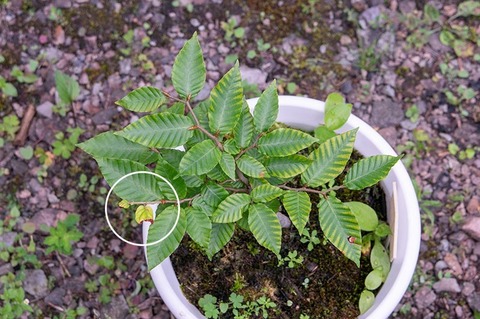 20200812buna_su_7y_04.jpg