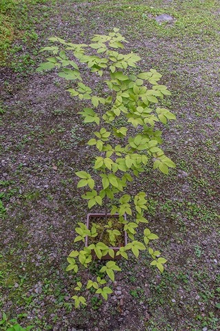 20200812inubuna9y_an_03.jpg