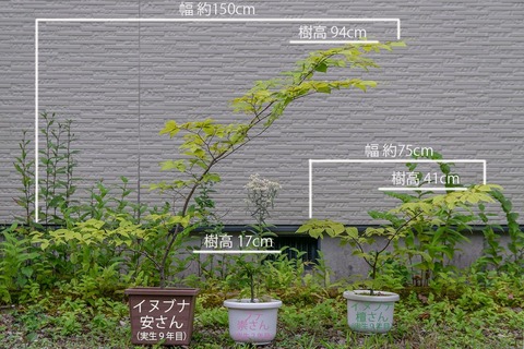 20200812inubuna9y_an_dan_buna7y_su01.jpg