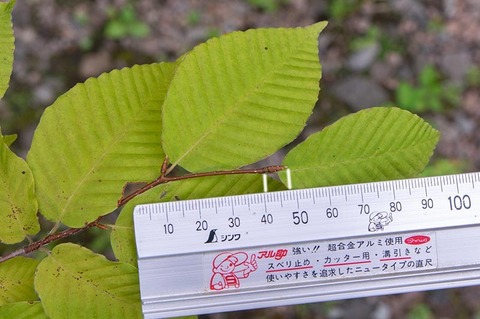 20200812inubuna9y_dan_02.jpg