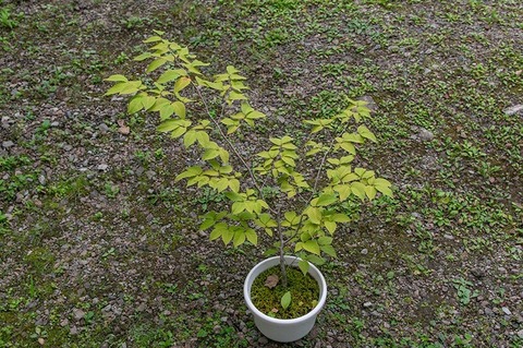 20200812inubuna9y_dan_03.jpg