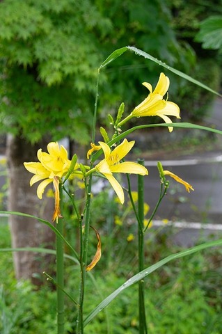 20200812yusuge_jiue_1632.jpg