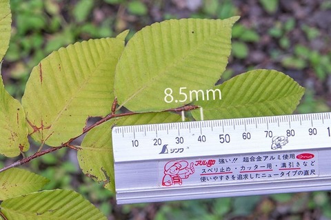 20200823inubuna9y_dan_02.jpg