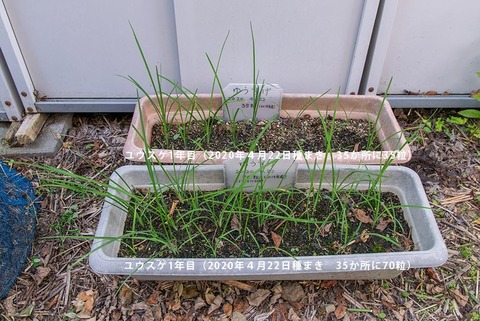 20200830yusuge_planter_1y_20200422_AB01.jpg