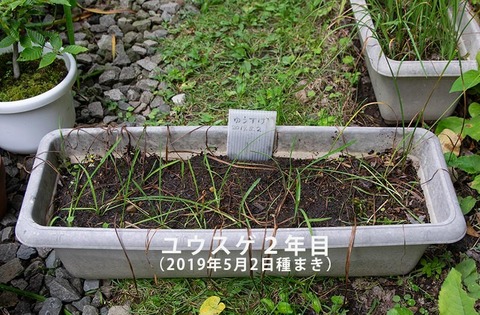 20200831yusuge_planter_2y_20190502_01.jpg