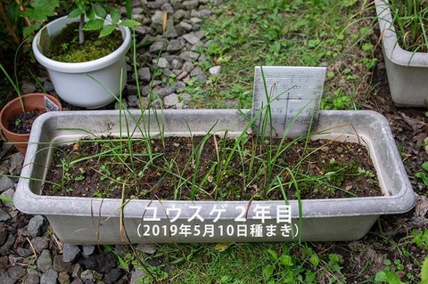 20200831yusuge_planter_2y_20190510_01.jpg