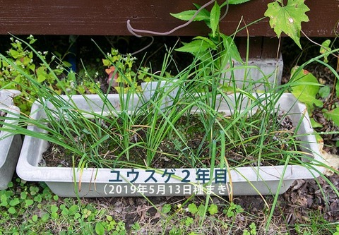20200831yusuge_planter_2y_20190513_01.jpg