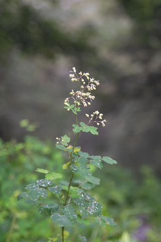 20200902hanareyama-akikaramatsu.jpg