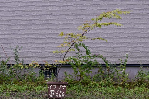 20200913inubuna9y_an_00.jpg