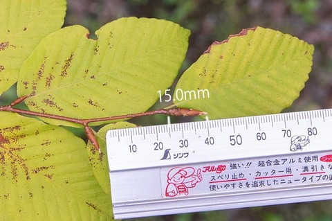 20200913inubuna9y_an_02.jpg