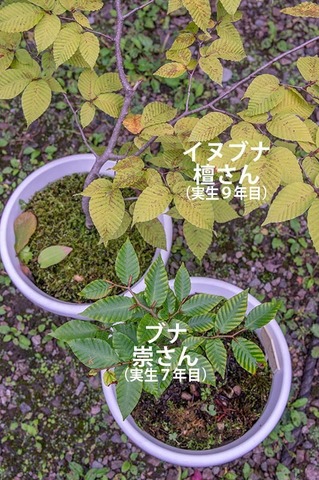 20200913inubuna9y_dan_04.jpg