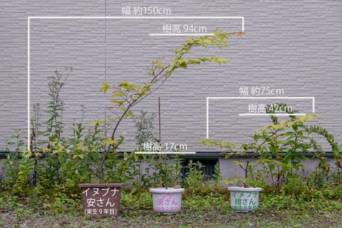 20200922inubuna9y_an_dan_buna7y_su01_re.jpg